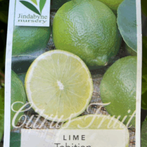CITRUS Lime 'Tahitian'