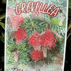 GREVILLEA hybrid 'Robyn Gordon'