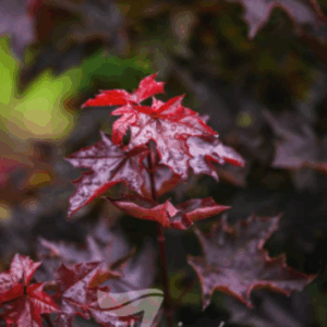 ACER platanoides 'Crimson Sentry'