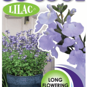 SALVIA ‘So Cool Lilac’