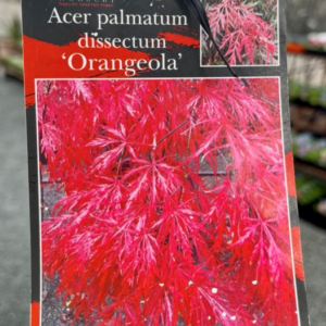 ACER palmatum dissectum 'Orangeola'