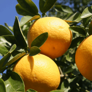 CITRUS Grapefruit 'Ruby'