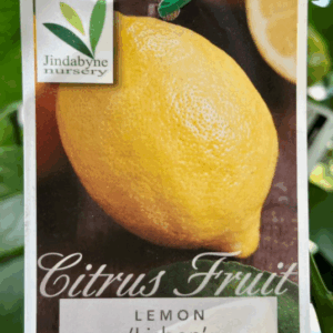 CITRUS Lemon 'Lisbon'