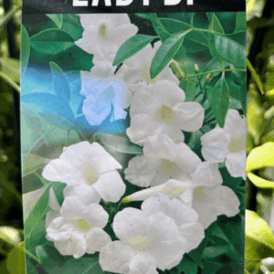 PANDOREA jasminoides 'Lady Di'