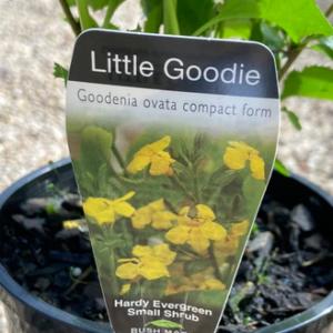 GOODENIA ovata 'Little Goodie'