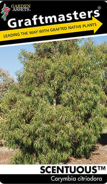 Corymbia citriodora ‘Scentuous’