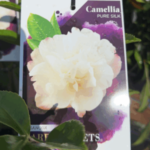 CAMELLIA sasanqua 'Pure Silk'