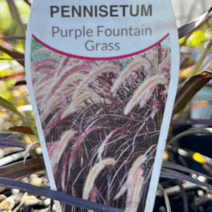 PENNISETUM advena rubrum 'Purple Fountain Grass'