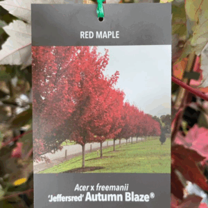 ACER x freemanii ‘Autumn Blaze' (Freeman Maple)
