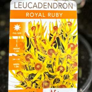 LEUCADENDRON 'Royal Ruby'