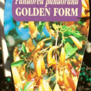 Pandorea pandorana 'Golden Shower'