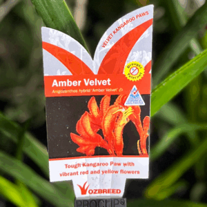 ANIGOZANTHOS 'Amber Velvet' PBR (Kangaroo Paw)