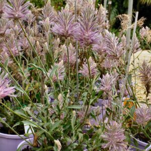 PTILOTUS exaltatus 'Phoenix'
