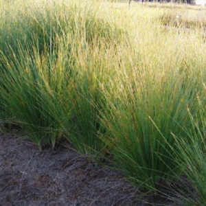 POA labillardieri 'Eskdale'