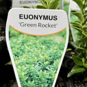 EUONYMUS 'Green Rocket'