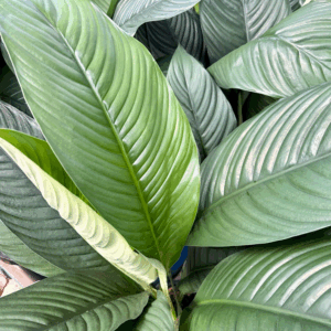 SPATHIPHYLLUM 'Sensation'