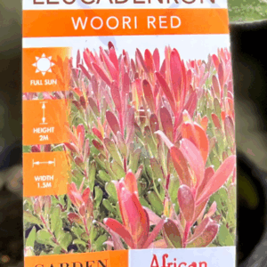 LEUCADENDRON 'Woori Red'