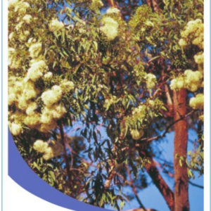 Angophora costata 'Smooth Barked Apple'