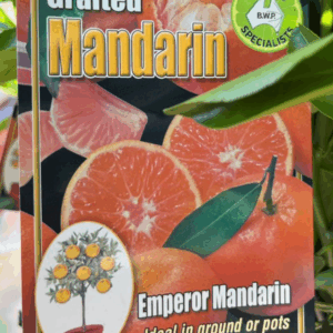 CITRUS Mandarin 'Emperor'