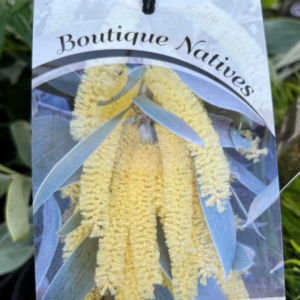 ACACIA binervia 'Sterling Silver'