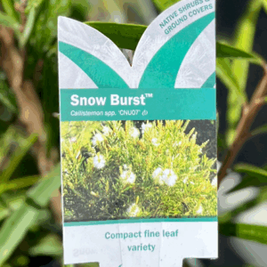 CALLISTEMON citrinus 'Snow Burst' (CNU07)