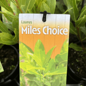 LAURUS nobilis 'Miles Choice'