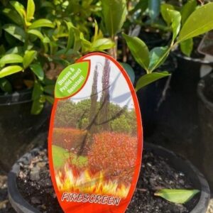 ACMENA smithii 'Firescreen' (Lilly Pilly)