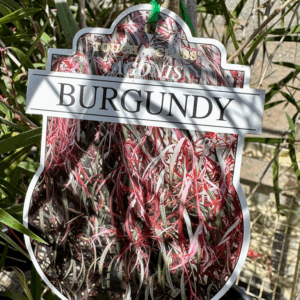 AGONIS flexuosa 'Burgundy'