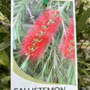 CALLISTEMON 'Kings Park Special'