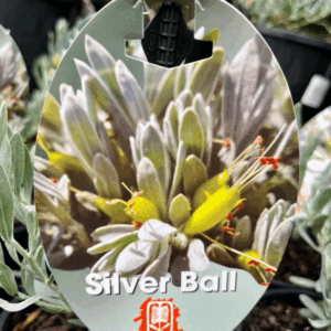 EREMOPHILA glabra 'Silver Ball'
