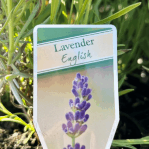 LAVANDULA angustifolia (English Lavender)