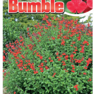 SALVIA 'Royal Bumble'