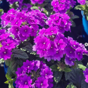 VERBENA Elite Series