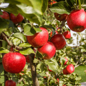 APPLE 'Jonathan'
