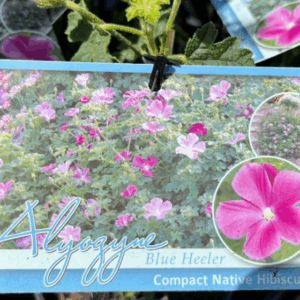 ALYOGYNE huegelii 'Blue Heeler'