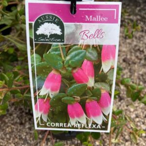 Correa reflexa 'Mallee Bells'