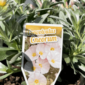 CONVOLVULUS cneorum 'Silver Bush'