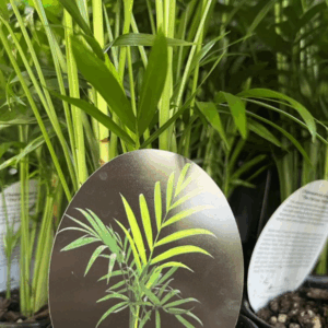 CHAMAEDOREA elegans 'Parlour Palm'