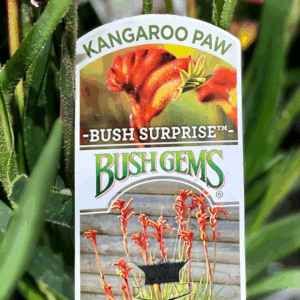 ANIGOZANTHOS 'Bush Surprise' (Kangaroo Paw)