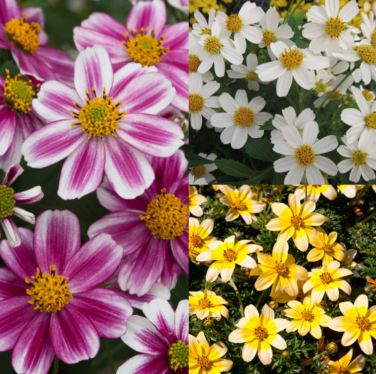 BIDENS Varieties