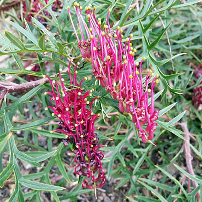 GREVILLEA 'Bronze Rambler'