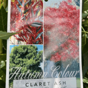FRAXINUS angustifolia 'Raywood' (Claret Ash)
