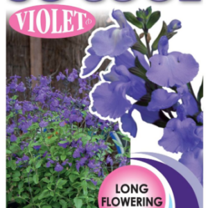 SALVIA 'So Cool Violet'