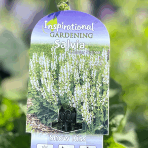 SALVIA 'Snow Kiss'