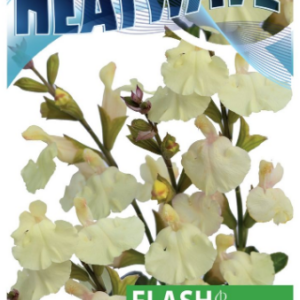 SALVIA 'Heatwave Flash'