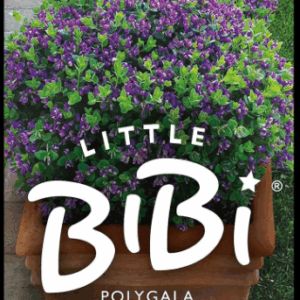 POLYGALA 'Little Bibi'