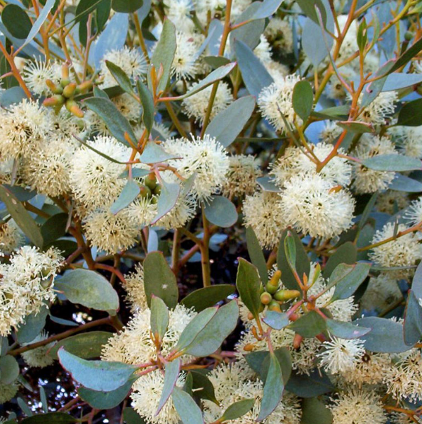 EUCALYPTUS 'Platypus'
