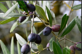 OLEA europaea (Olive)