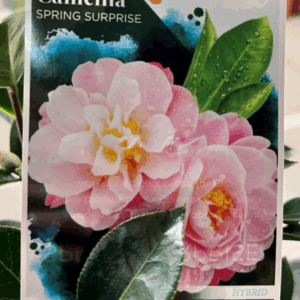 CAMELLIA japonica 'Spring Surprise'