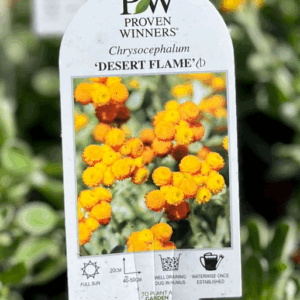 CHRYSOCEPHALUM apiculatum 'Desert Flame'
